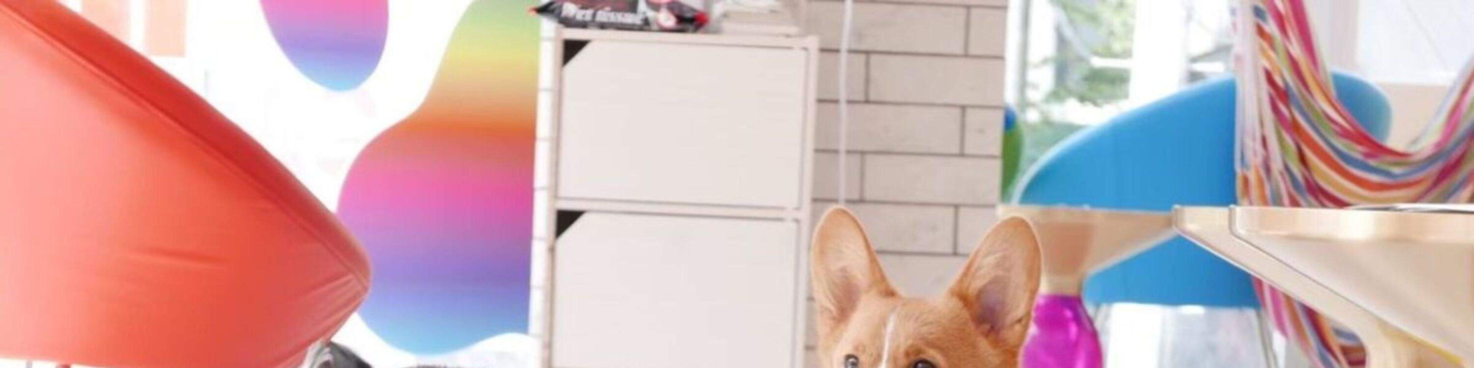Dog Interaction Experience [Dog Cafe Rio Harajuku] - Klook